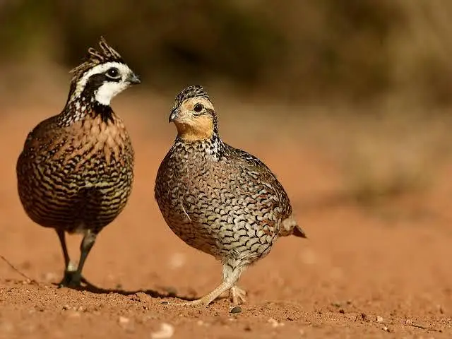 BOb white quail,chakor, golden buff,white buff,golden bantm