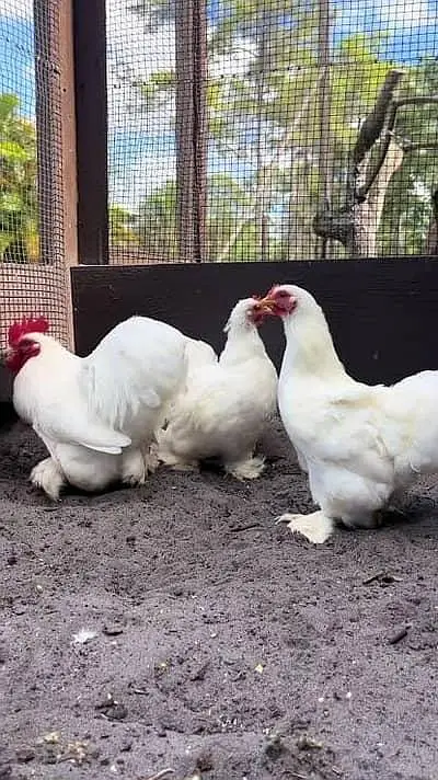 BOb white quail,chakor, golden buff,white buff,golden bantm — photo 3