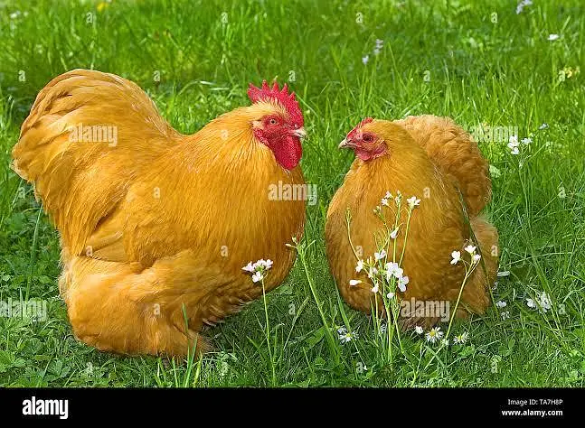 BOb white quail,chakor, golden buff,white buff,golden bantm — photo 4