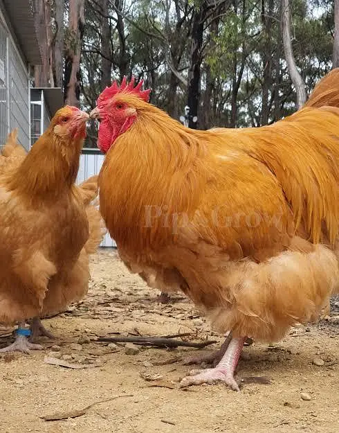BOb white quail,chakor, golden buff,white buff,golden bantm — photo 5