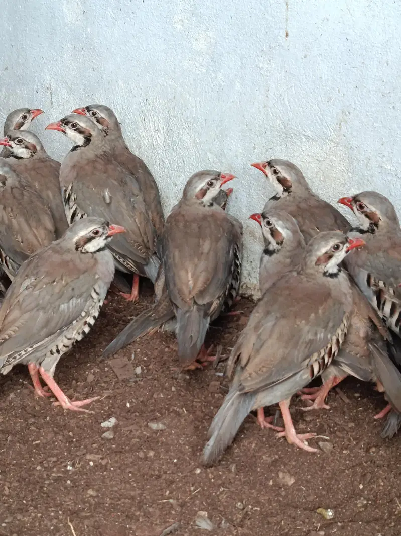 BOb white quail,chakor, golden buff,white buff,golden bantm — photo 6