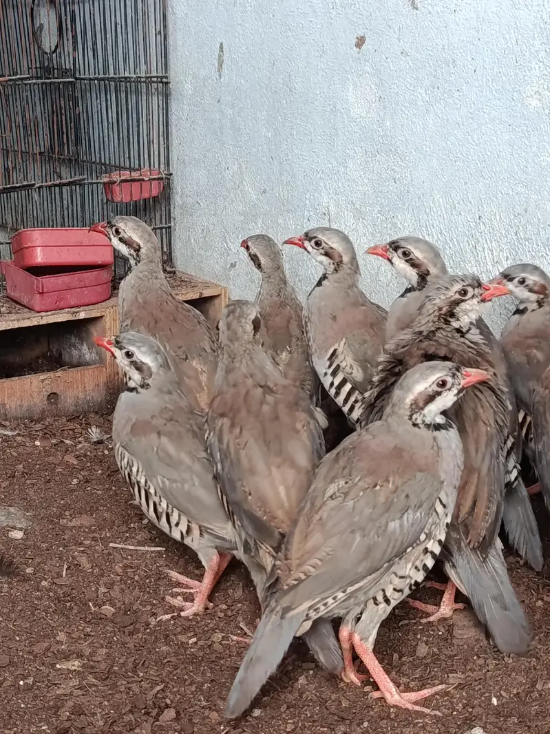 BOb white quail,chakor, golden buff,white buff,golden bantm — photo 7