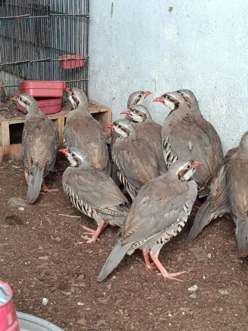 BOb white quail,chakor, golden buff,white buff,golden bantm — photo 9