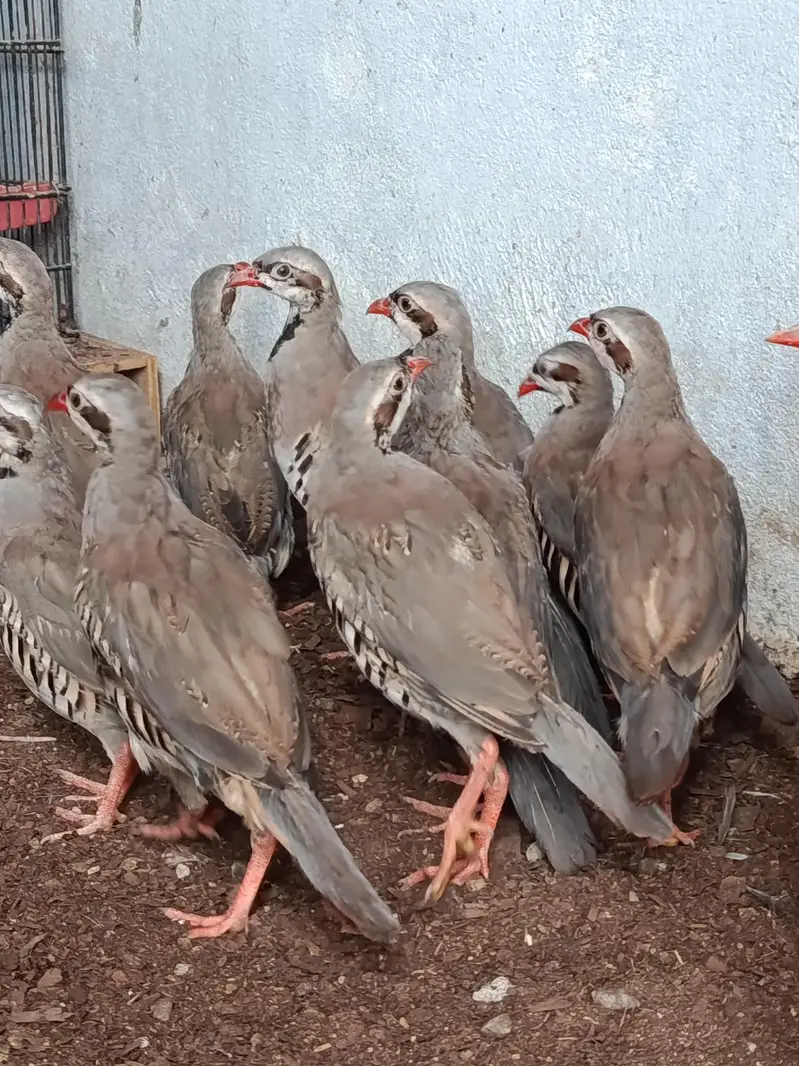 BOb white quail,chakor, golden buff,white buff,golden bantm — photo 10