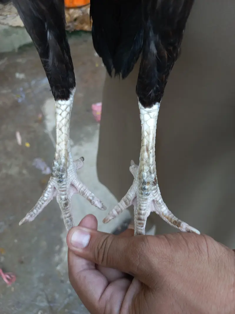 Aseel murgi — photo 3