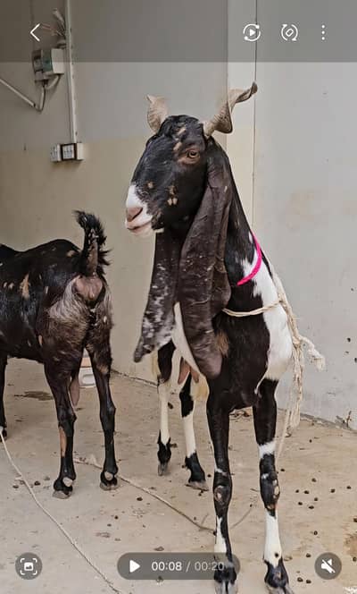 Kamori pateri bakri for sale