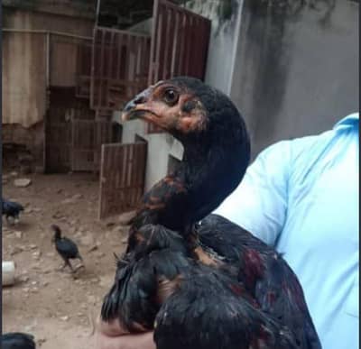 Aseel Murgy & murgiyan for sell