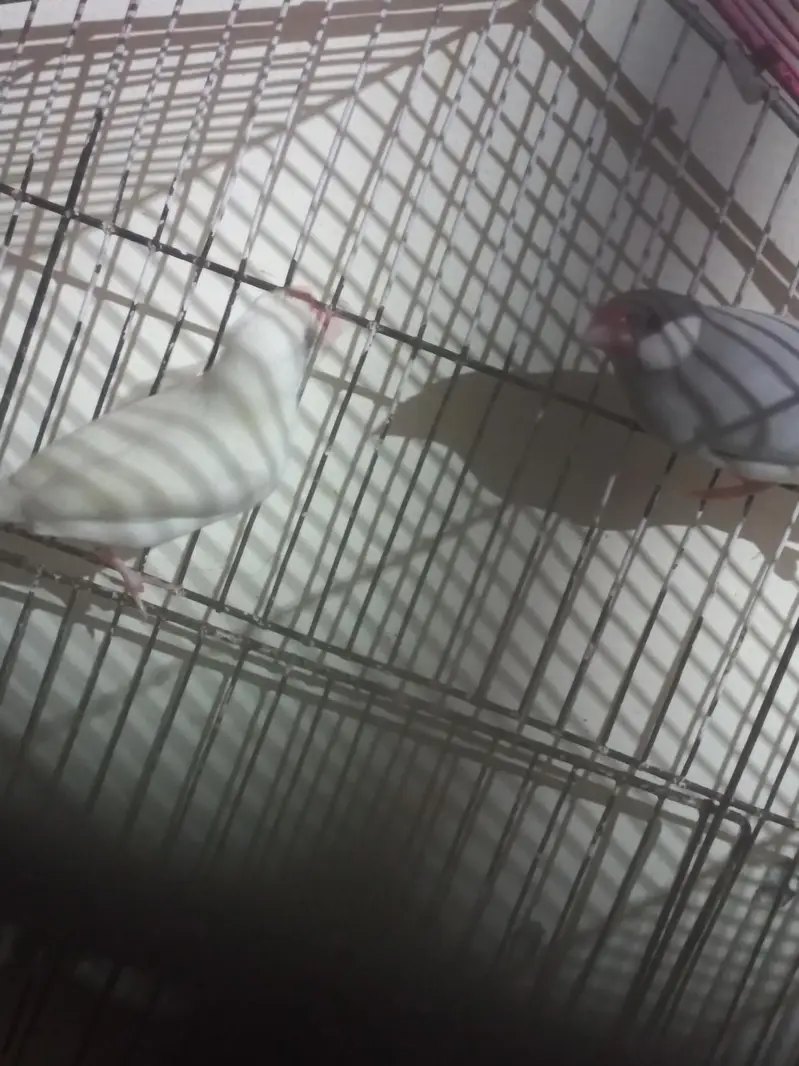 jave finches — photo 2