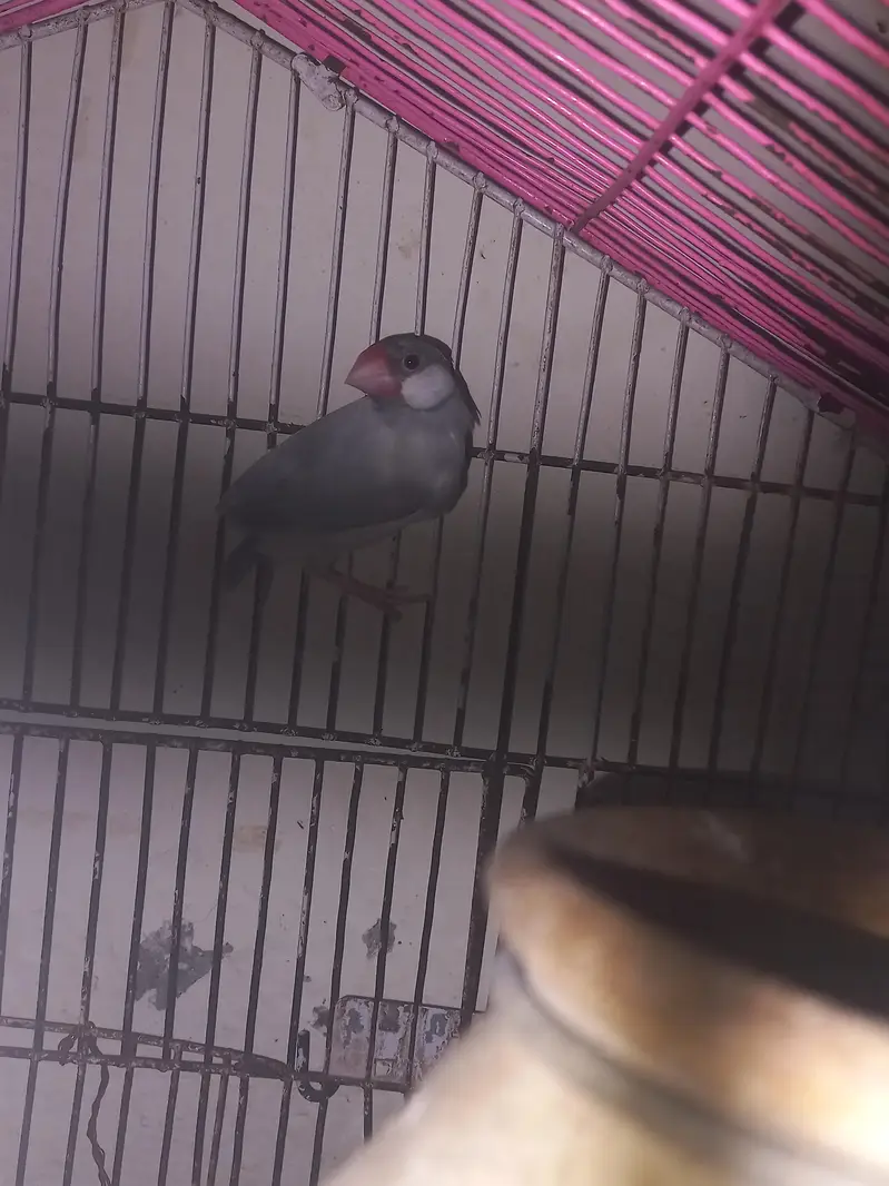 jave finches — photo 3