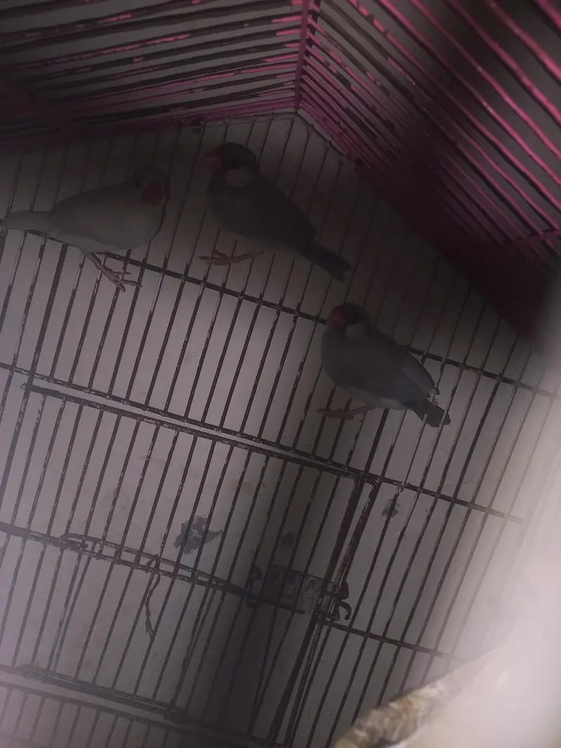 jave finches — photo 4