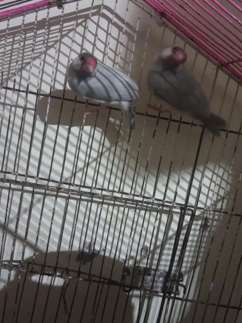 jave finches — photo 5