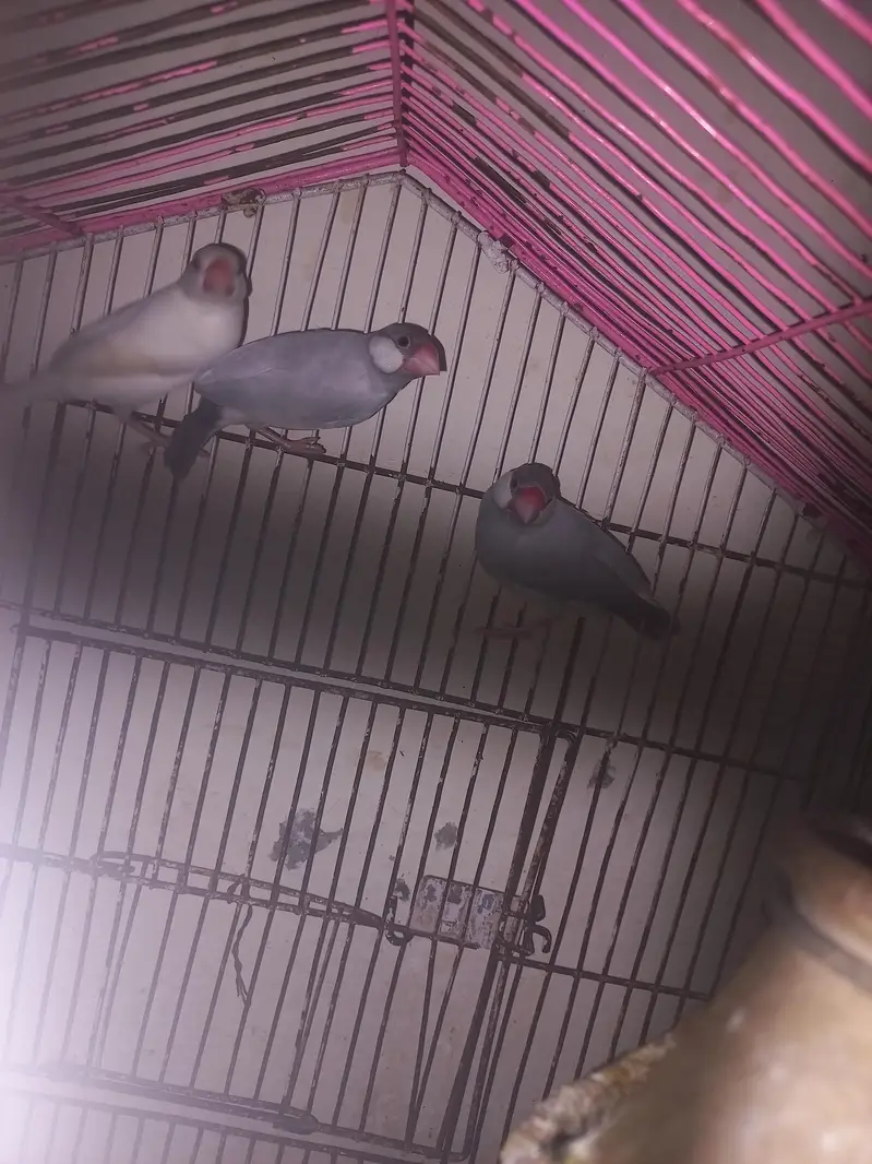 jave finches — photo 6