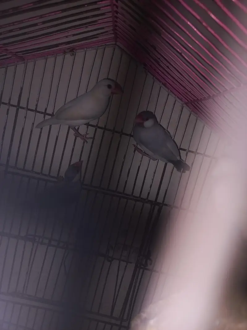 jave finches — photo 7