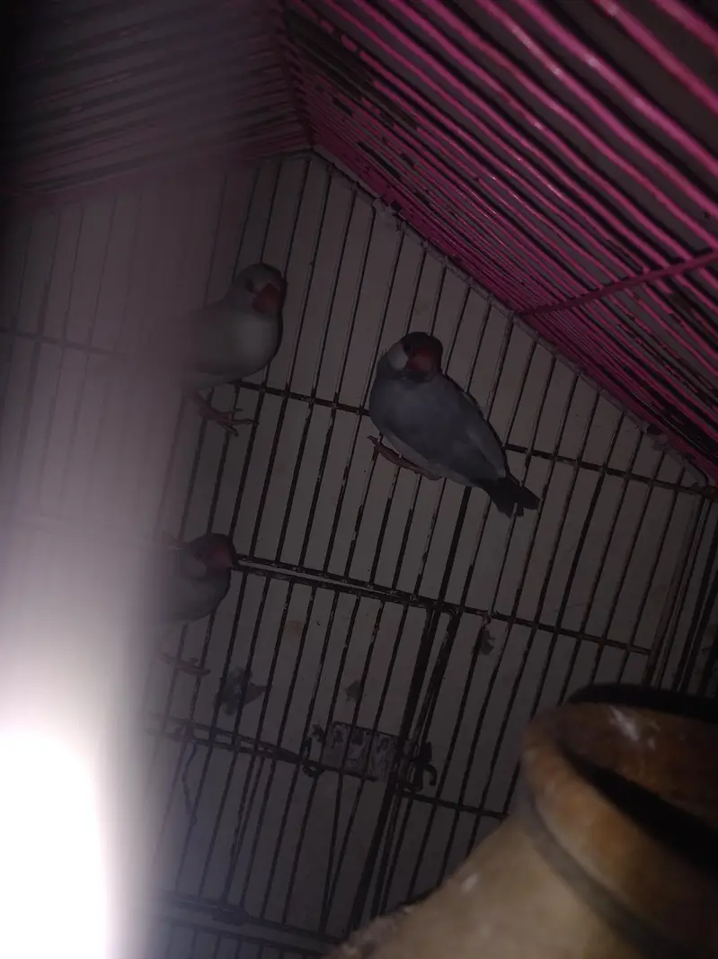 jave finches — photo 8