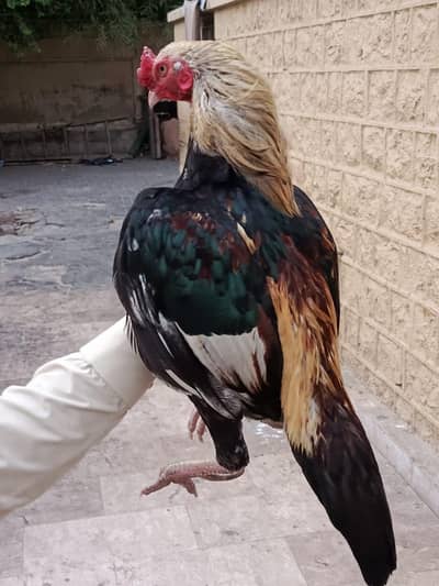 Aseel Mianwali