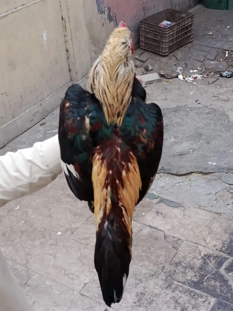 Aseel Mianwali — photo 4