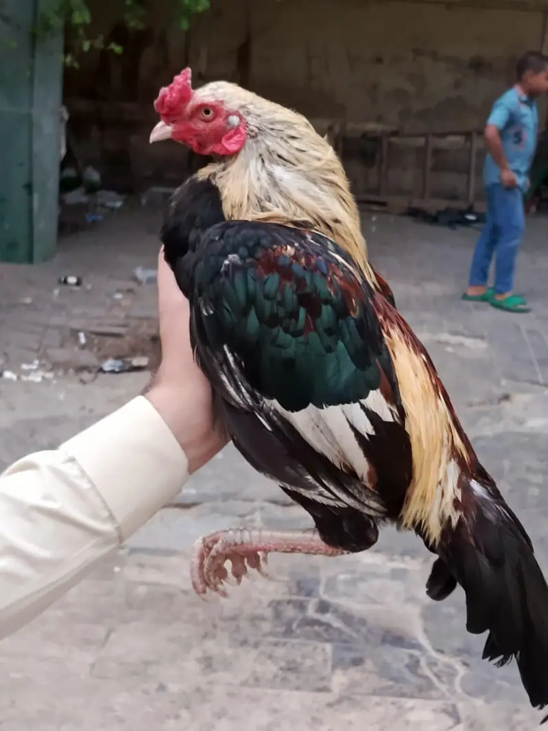 Aseel Mianwali — photo 5