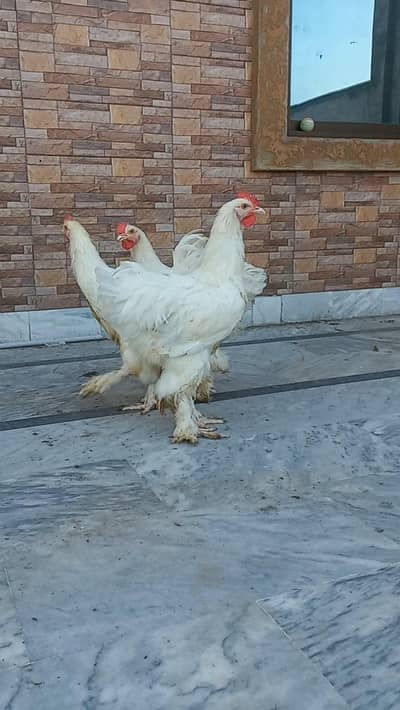 White Heavy Buff Males 03204143422