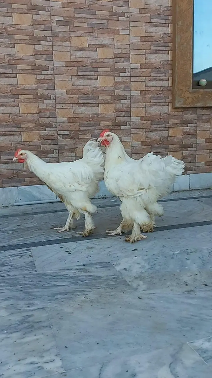 White Heavy Buff Males 03204143422 — photo 2
