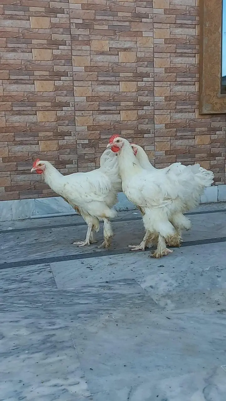 White Heavy Buff Males 03204143422 — photo 3