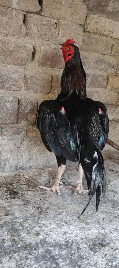 mushka pair whtsap 03350043960