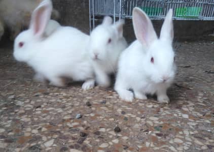 Angora and new Zealand X  breed. . . . Babies avalible