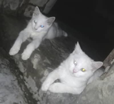 White cats pair double coated | femali odds eyes | 13500