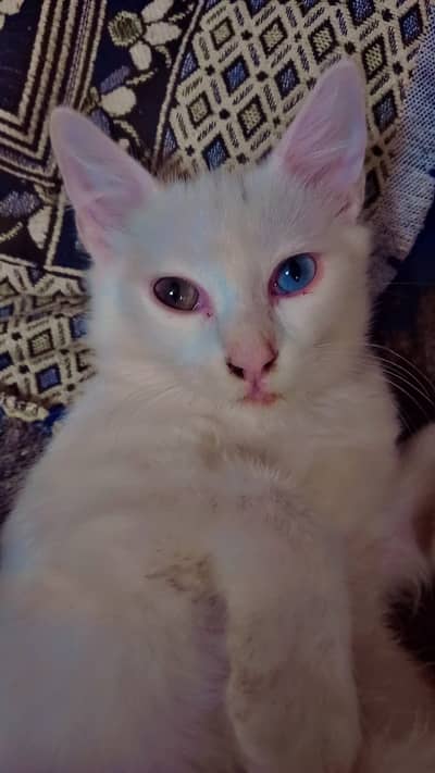 Emergency | White cats pair double coated | femali odds eyes | 13500
