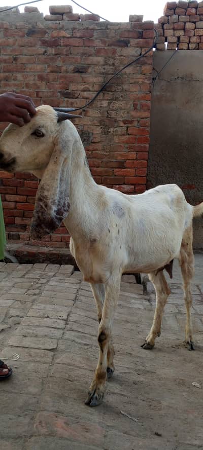 Desi Gaban Bakri For Sale