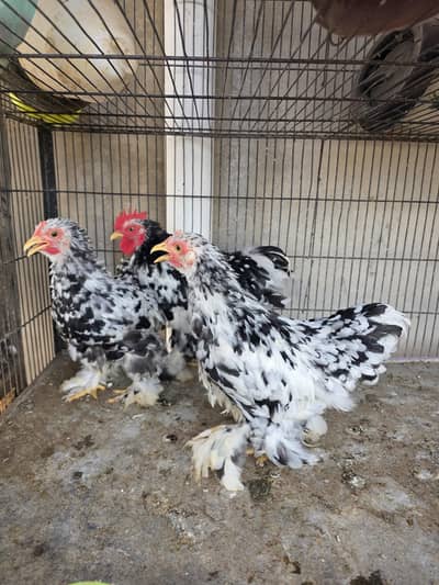 Mottled bantam trio