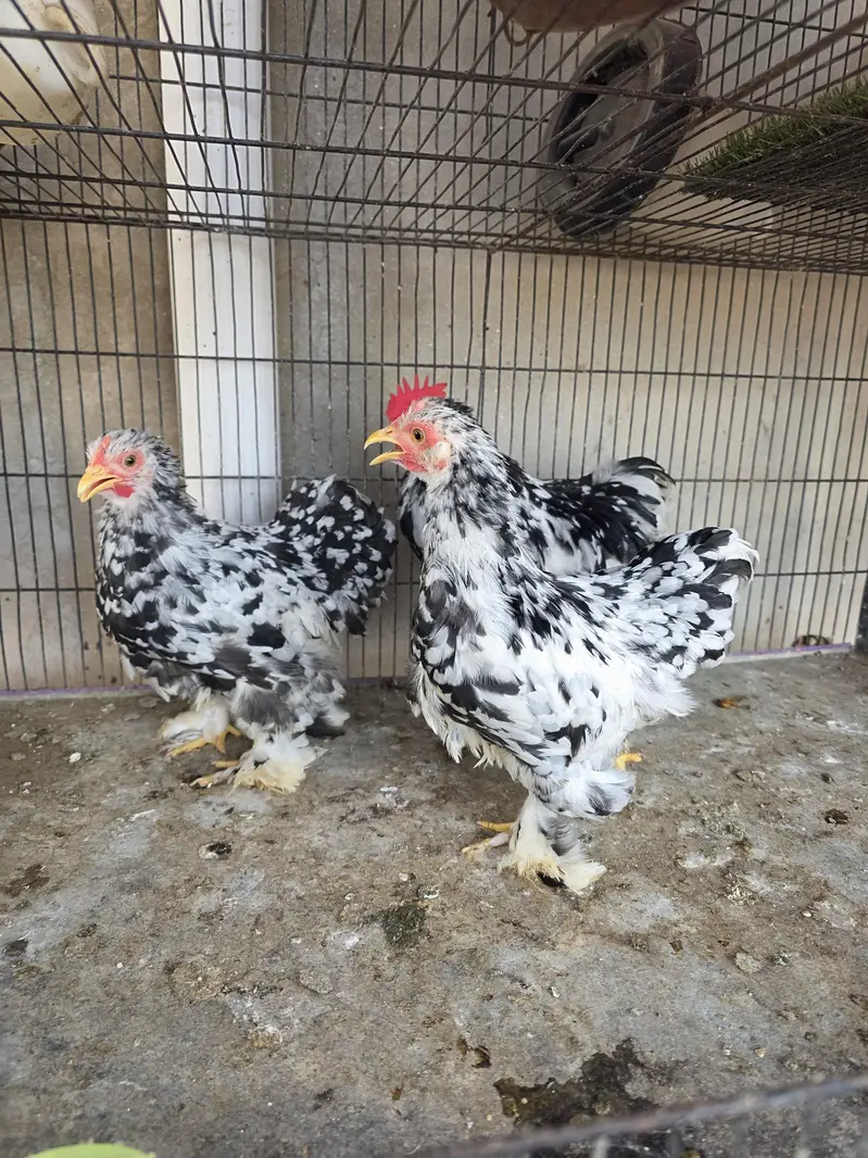 Mottled bantam trio — photo 2