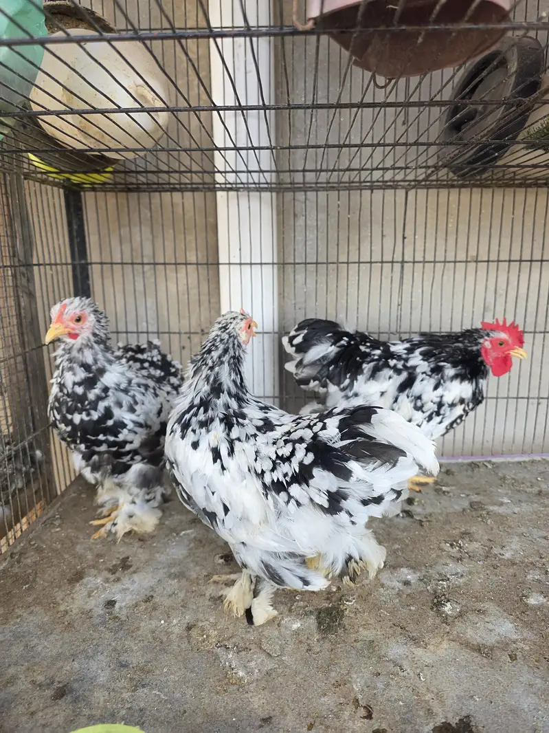 Mottled bantam trio — photo 3