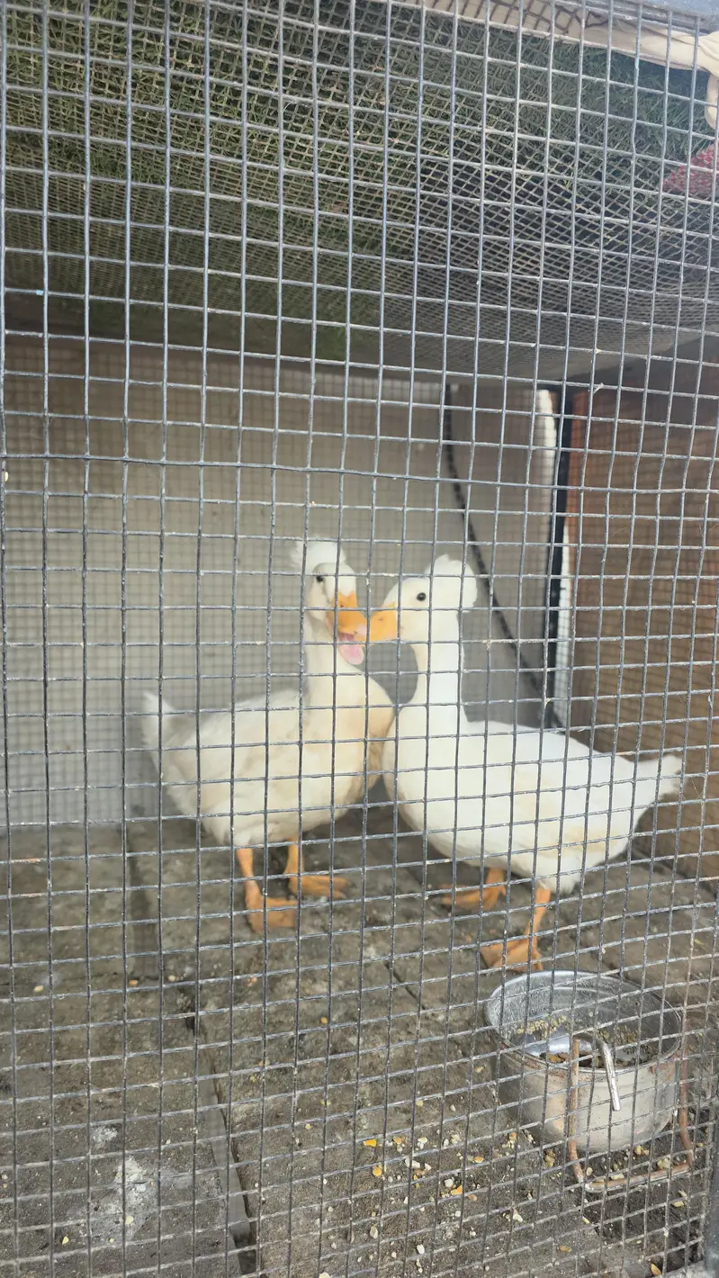 Mottled bantam trio — photo 4