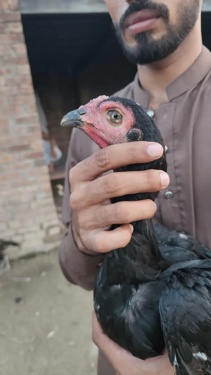 pure pakoye — photo 2