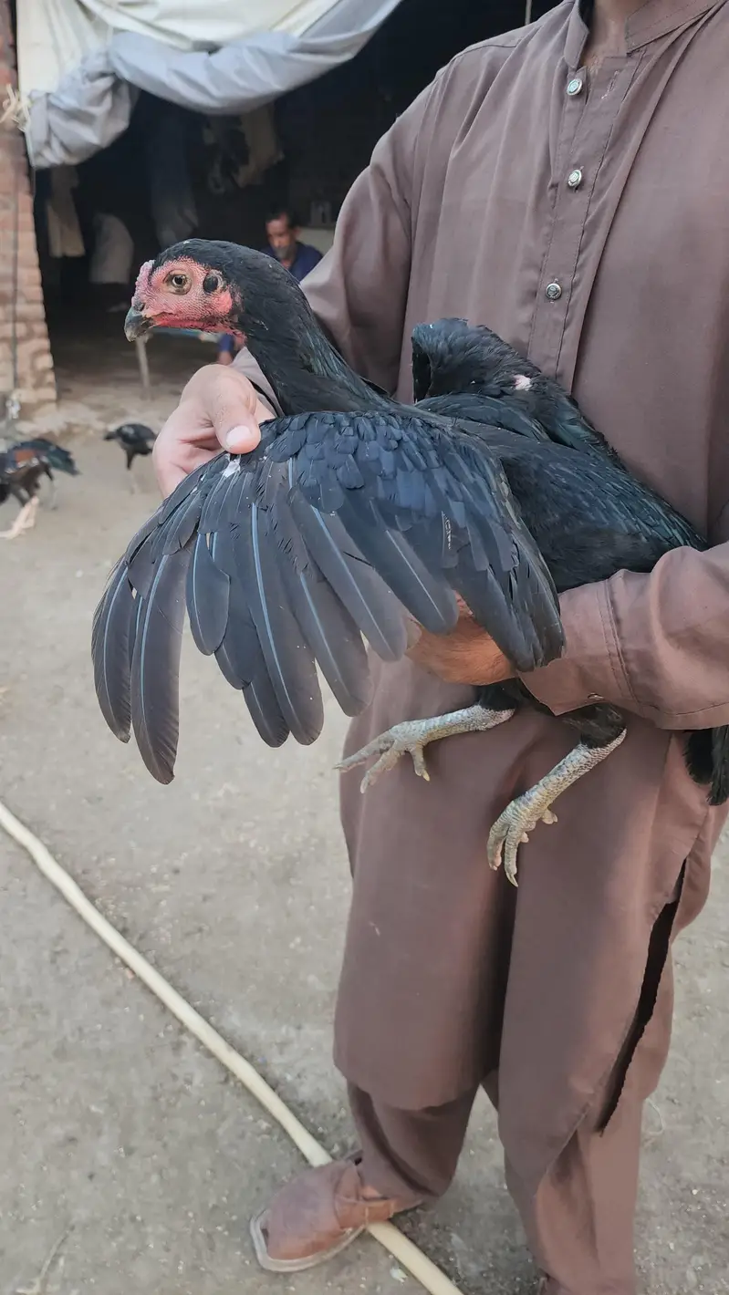 pure pakoye — photo 4