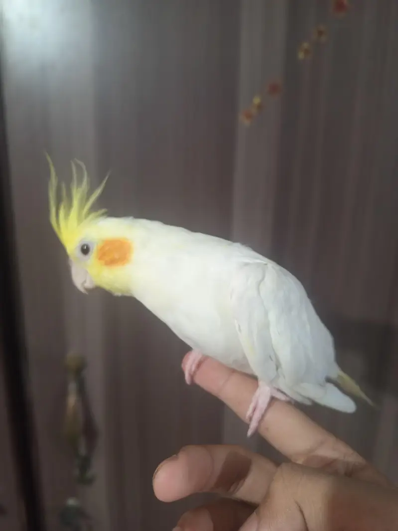 Tamed Cockatiel just Starting to Whistle — photo 2