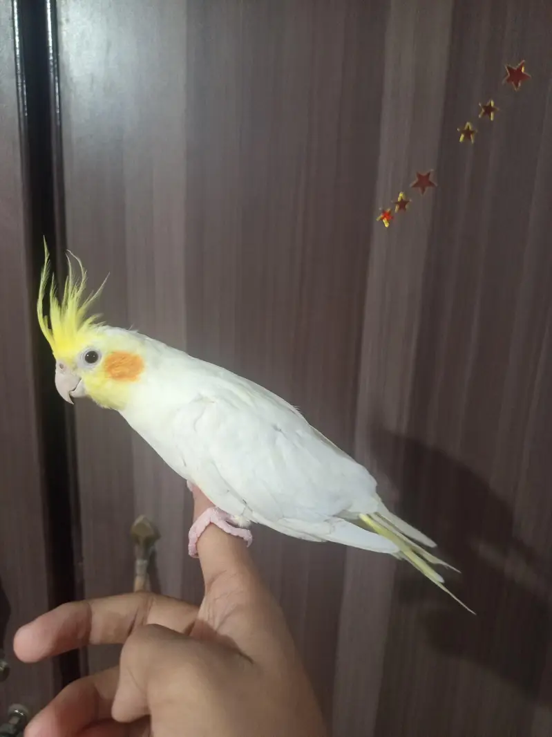 Tamed Cockatiel just Starting to Whistle — photo 3