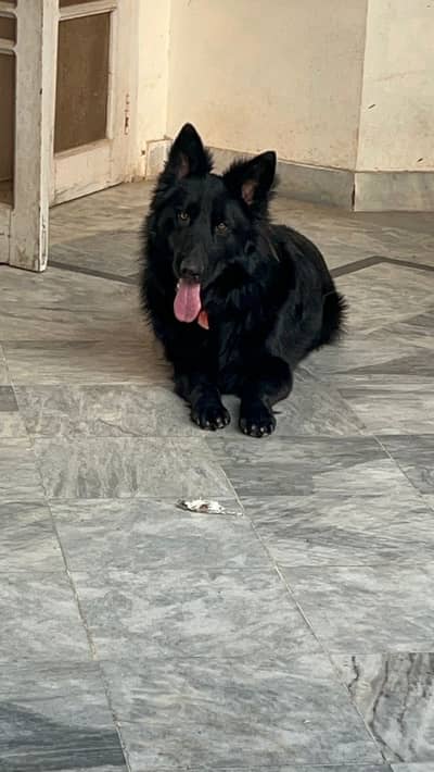 For stud. Show quality Pedigree Black German shepherd for stud