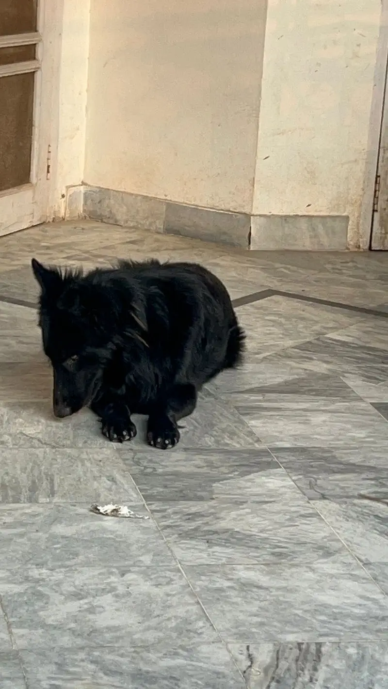 For stud. Show quality Pedigree Black German shepherd for stud — photo 2