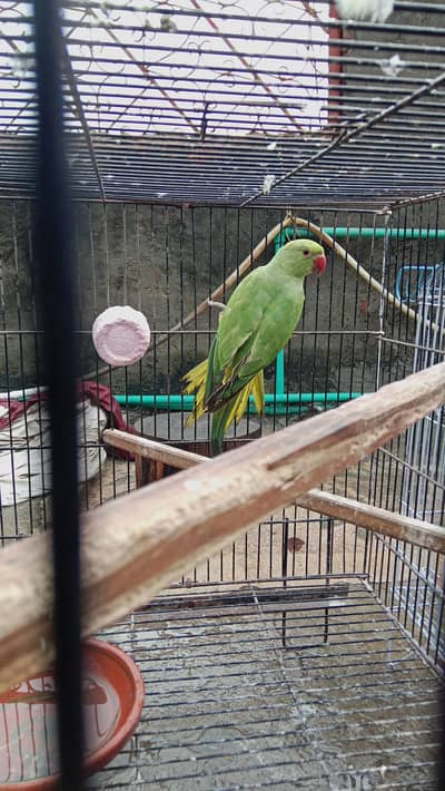 Green parrot