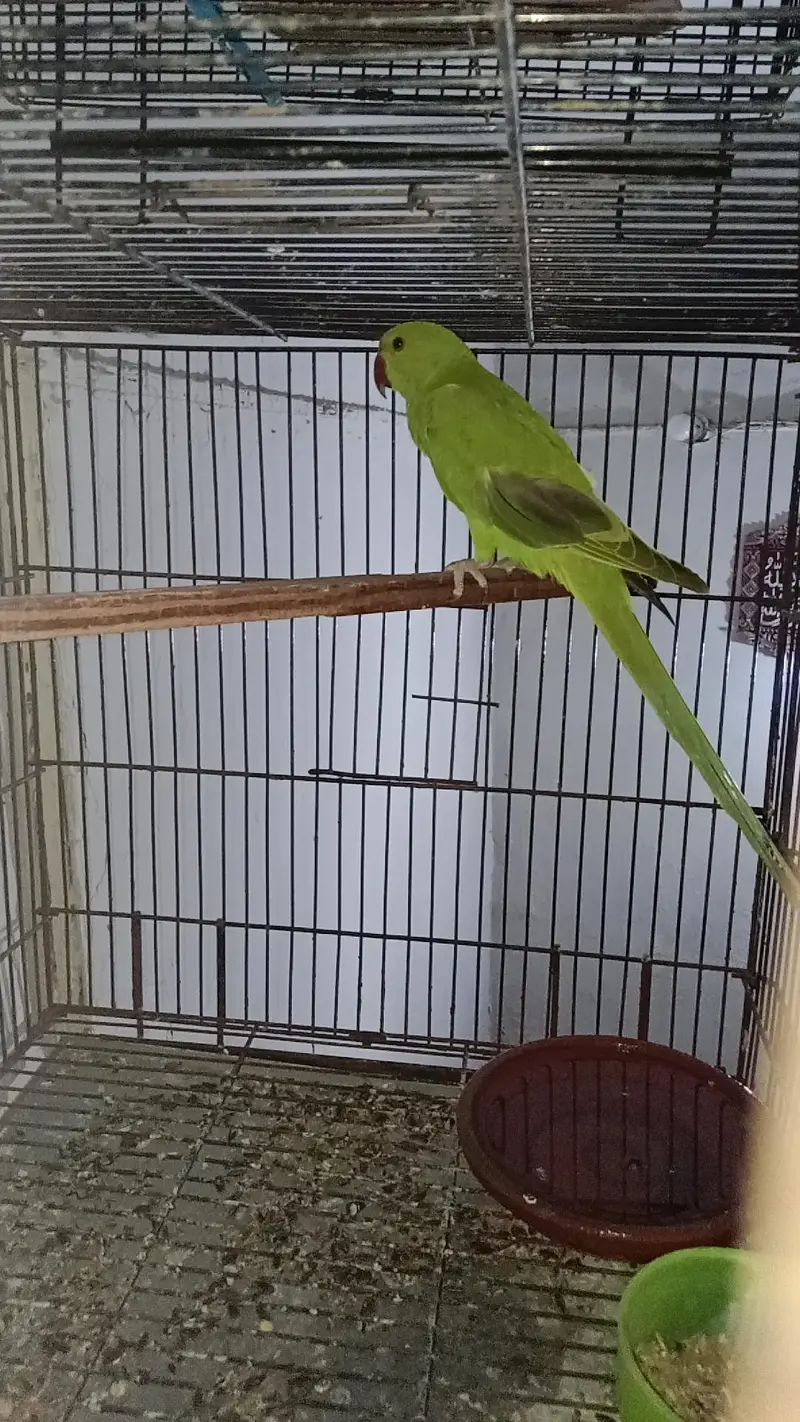 Green parrot — photo 2