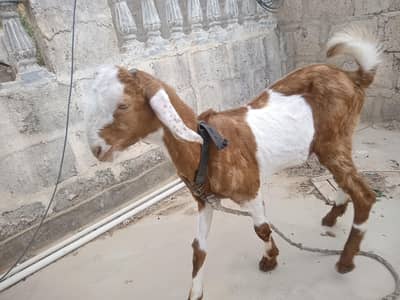 Bakra tota pari 4 month