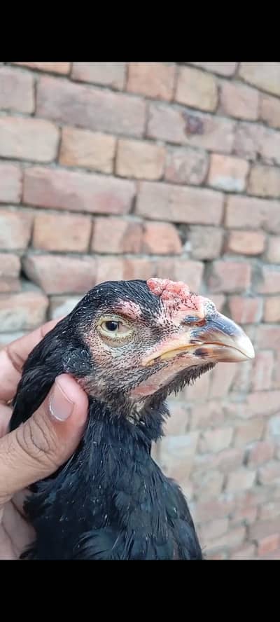 lasani Madi Aseel pure black