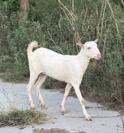 Teddy full gulabi bakri for sale