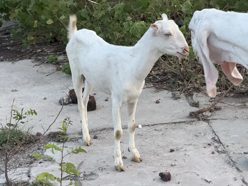 Teddy full gulabi bakri for sale — photo 2