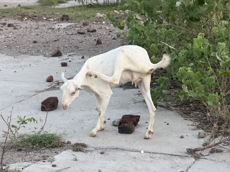 Teddy full gulabi bakri for sale — photo 3