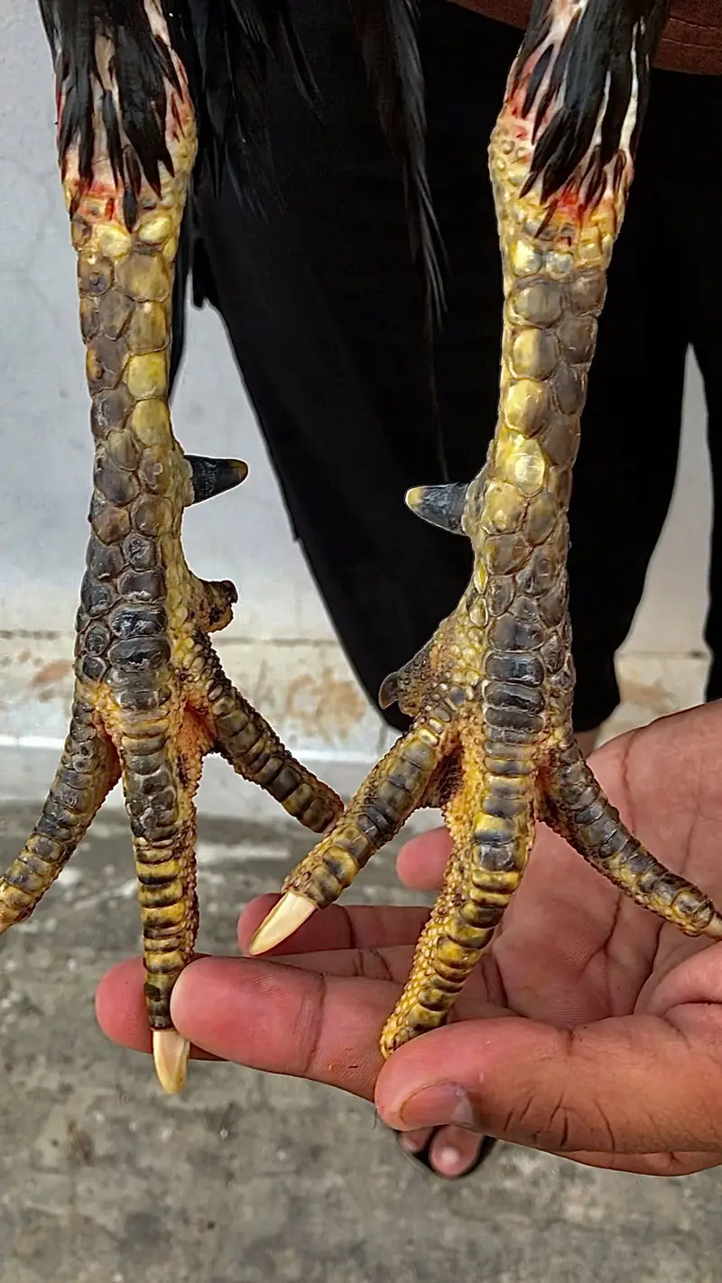 Walati Patha For Sale Full mazboot body or jor Whatsapp 03017881284 — photo 3