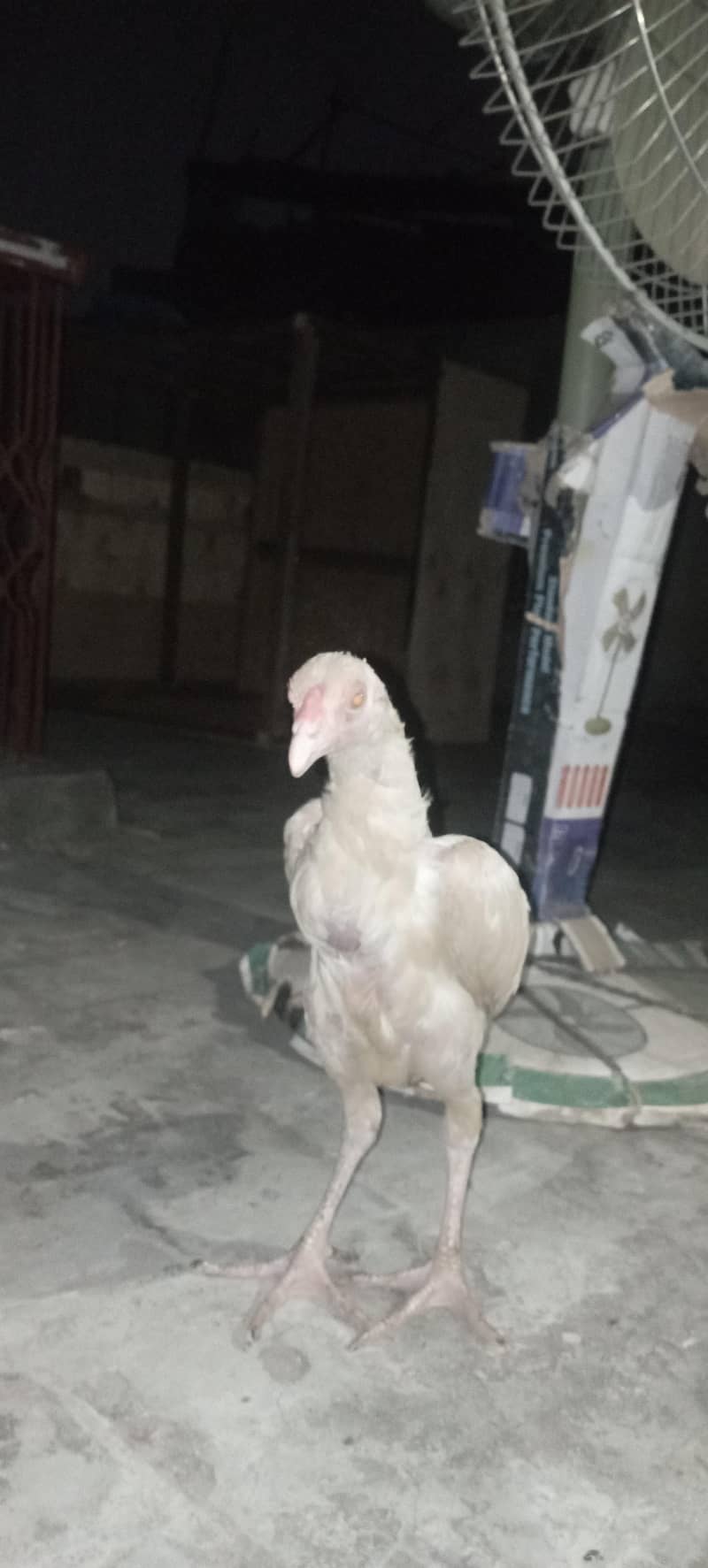 Aseel chick 2