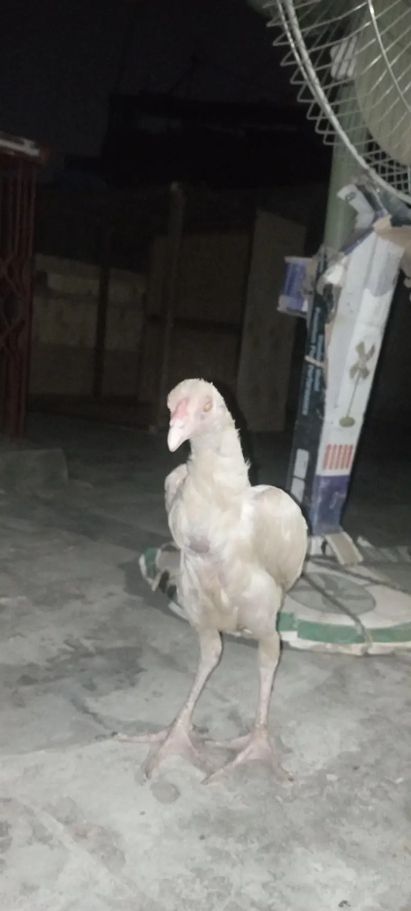 Aseel chick — photo 3