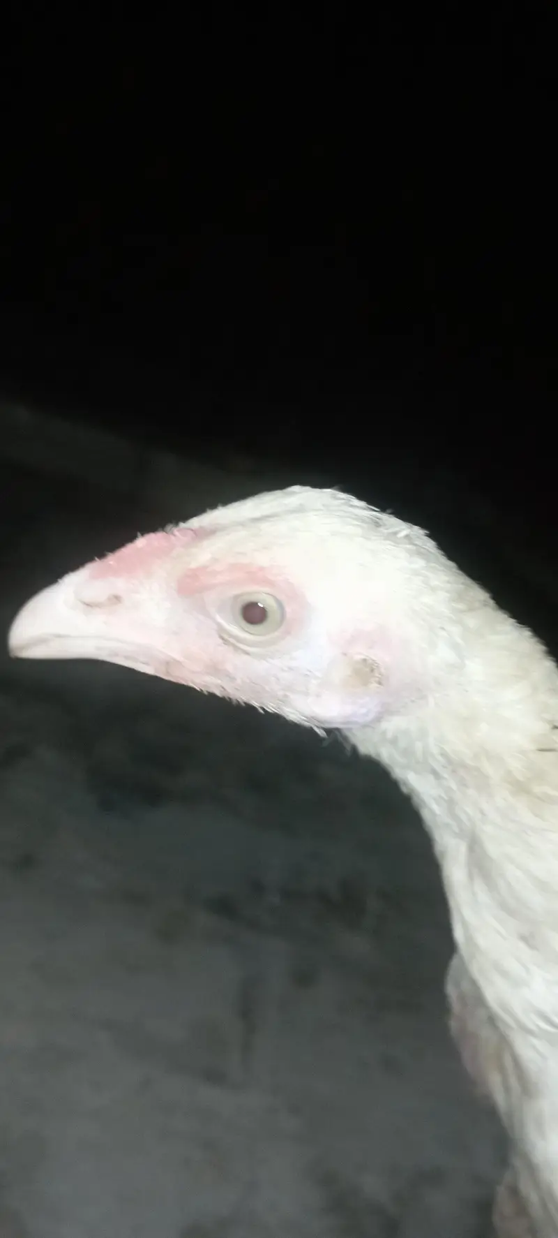 Aseel chick — photo 5